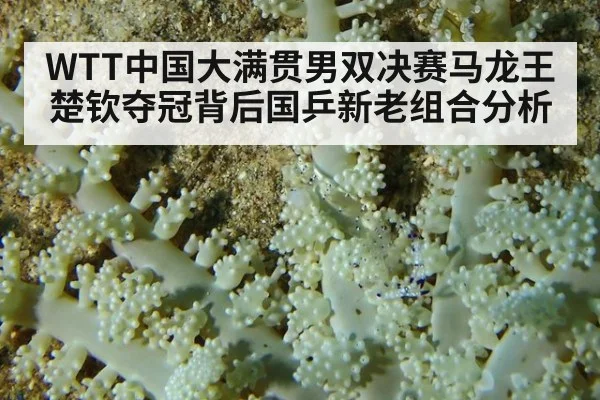 WTT中国大满贯男双决赛马龙王楚钦夺冠背后国乒新老组合分析